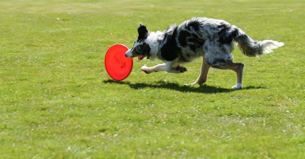 psí frisbee