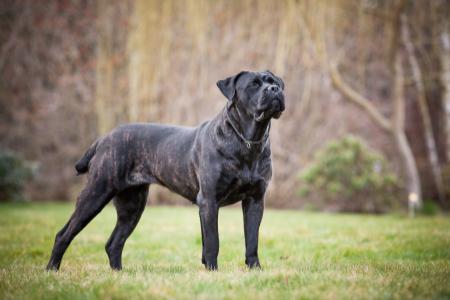 plemeno Cane Corso