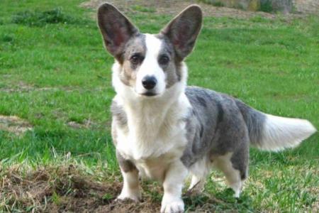 Welsh corgi - Cardigan - plemena psů