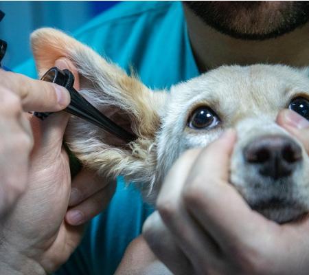 Jak probíhá první návštěva veterináře a na co se připravit?