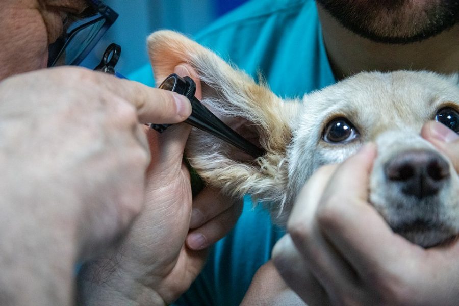 první návštěva veterináře