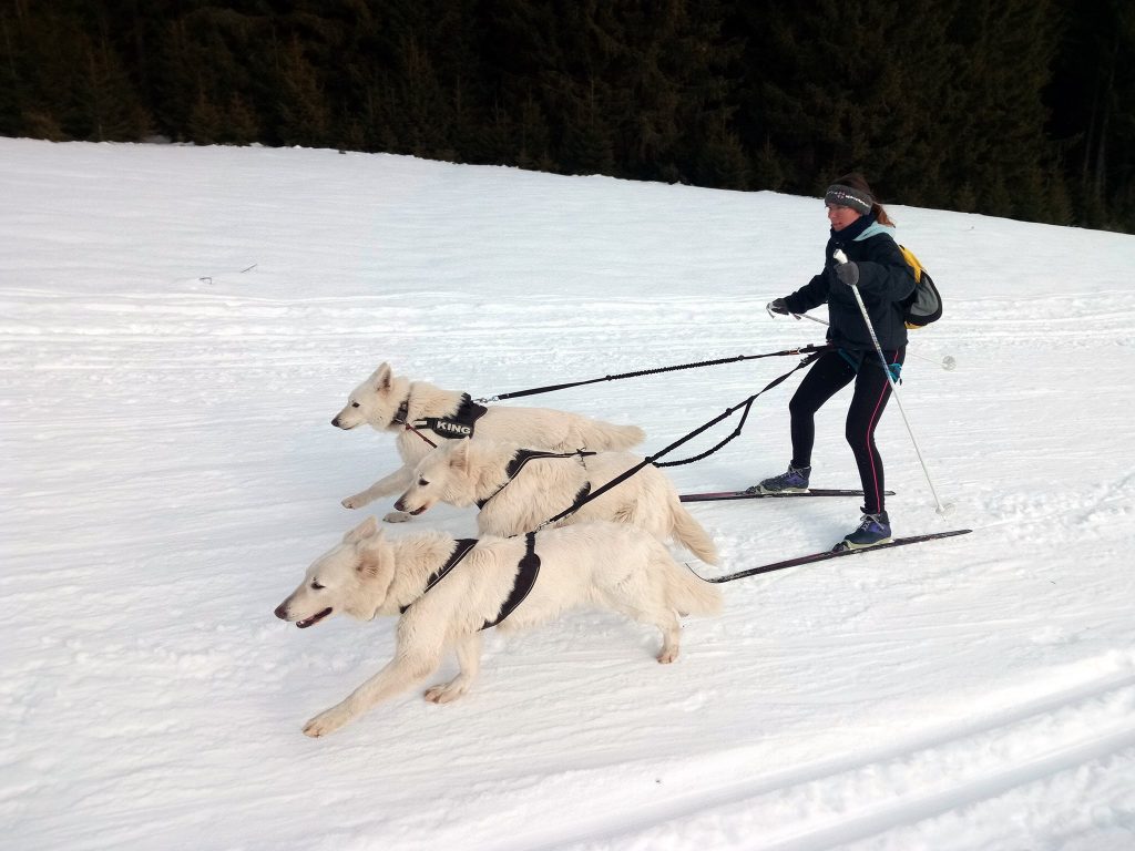 skijorning sport