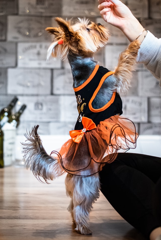 dog dancing